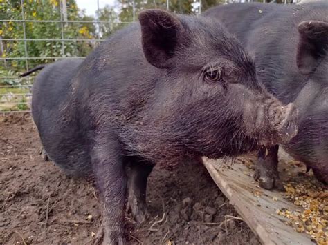 Best Grains to Feed Pigs – Northern Homesteading