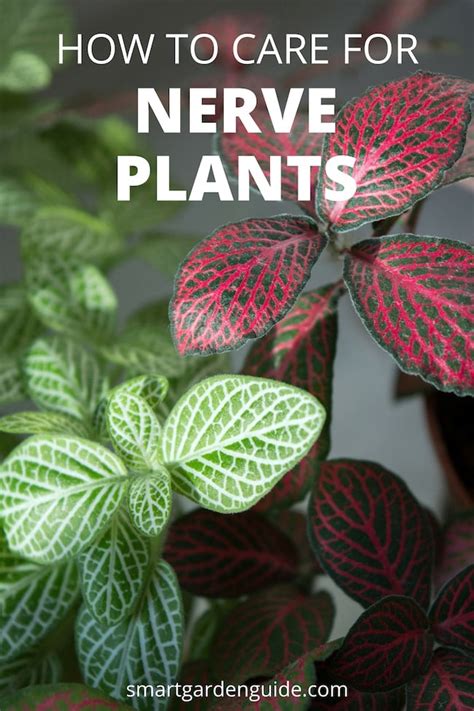 Nerve Plant Care How To Grow Fittonia Plants Smart Garden Guide