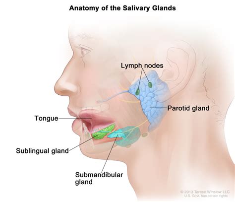 Figure Anatomy Of The Salivary Glands PDQ Cancer Information