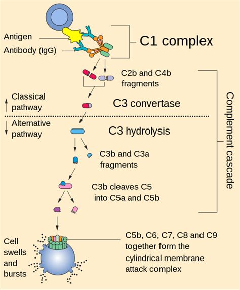 C Convertase Wikipedia