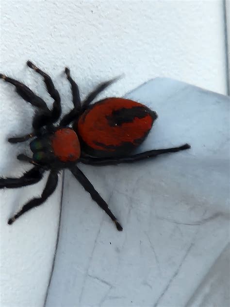 New spider to me : r/spiders