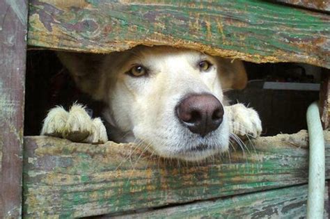 26 Dogs Peeking At You Through Fences Cuteness