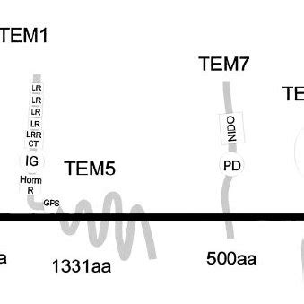 Predicted Structures Of TEM1 TEM5 TEM7 And TEM8 Domain Sizes Are