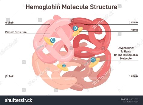 Hemoglobin Carbon Dioxide Images Stock Photos Vectors Shutterstock