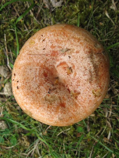 Lactarius Deliciosus Saffron Milkcap Under Pinus Birch Flickr