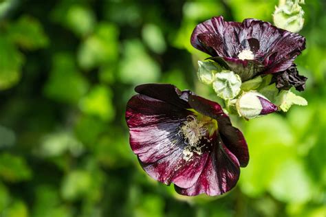 9 Black Flowers To Add Contrast To Your Garden