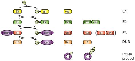 Ubiquitin Conjugation Pathway And Enzymes Involved In Pcna