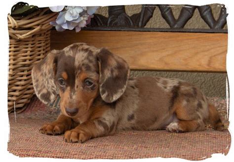 Full Grown Red Dapple Dachshund Full Grown Mini Dachshund Appearance