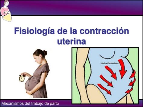 Fisiologia Contraccion Uterina