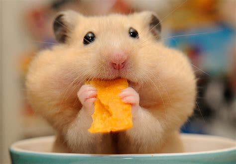 Hd Wallpaper Background Hamster Rodent Wallpaper Flare