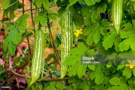 ampalaya stock photo  image  bitter gourd freshness