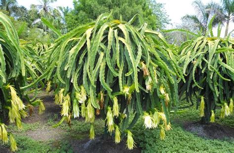 Hs Hs Pitaya Dragonfruit Growing In The Florida Home