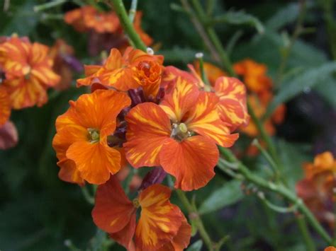 Photo #10442 | Erysimum 'Apricot Twist' | plant lust