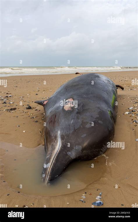 Baleine A Bec Banque De Photographies Et Dimages à Haute Résolution
