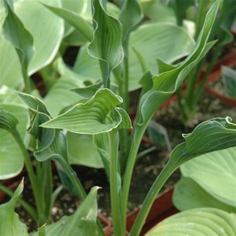 Praying Hands Hosta Ship My Plants Hostas Plantain Lily Low