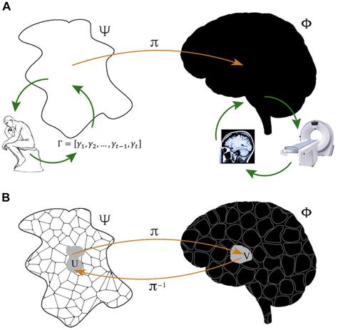 Frontiers Gauging Functional Brain Activity From Distinguishability