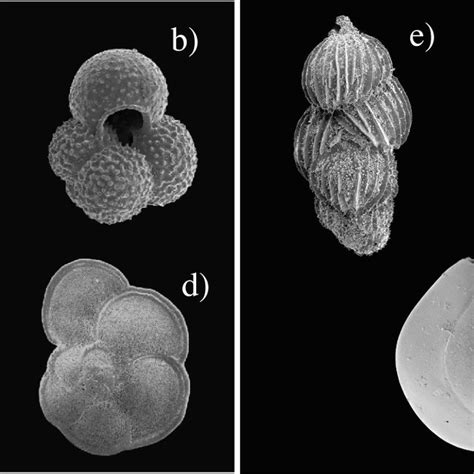 Classification Of Modern Planktic Foraminifera Right Side Photographs