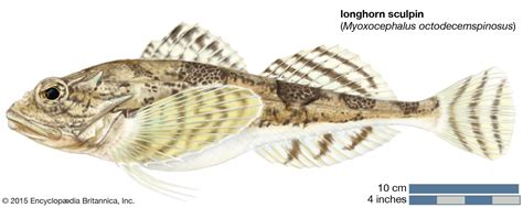 Sculpin Types Habitat And Diet Britannica