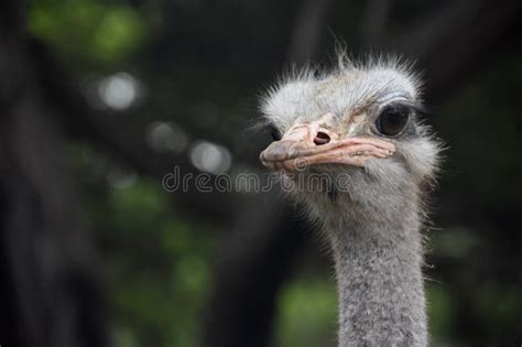 An Ostrich With A Long Neck And Ugly Face Stock Photo Image Of Close