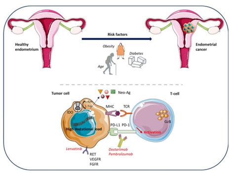 Cancers Free Full Text Immune Environment And Immunotherapy In