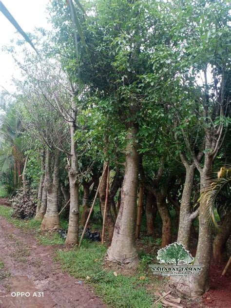 Jual Pohon Baobab Kaki Gajah Harga Murah Di Jabodetabek