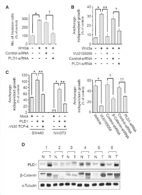 PLD1 Promotes Anchorageindependent Growth And Invasion In Concert With