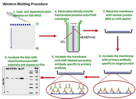 Western Blot