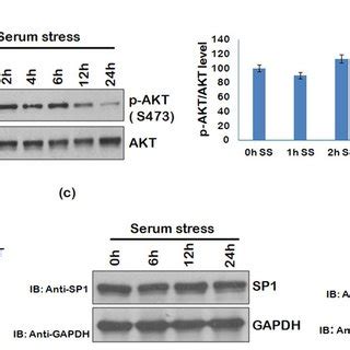 Involvement of transcription factors and signalling molecules in HIV-1 ... 