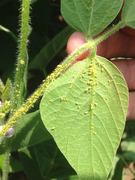 Soybean Aphid in North Carolina? | NC State Extension