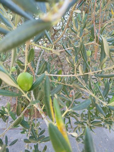 Olive Tree As Peace Symbol One Room At The Memorial Ceme Flickr