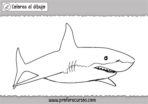 Dibujos De Tiburones Para Colorear