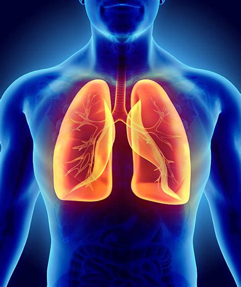 Royalty Free Human Lung Pictures Images And Stock Photos Istock