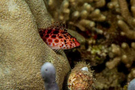 Spotted Hawkfish-Facts-Photographs - Seaunseen