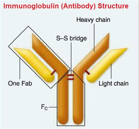 Immunoglobulin: Introduction, Structure and function - Microbiology Notes