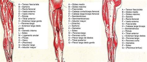 Guía completa sobre los músculos del cuerpo humano y su clasificación