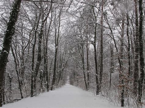 Image Libre Hiver Givre Neige Congel E Froide Glace Plante