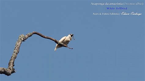 Araponga Da Amazônia Procnias Albus White Bellbird Youtube