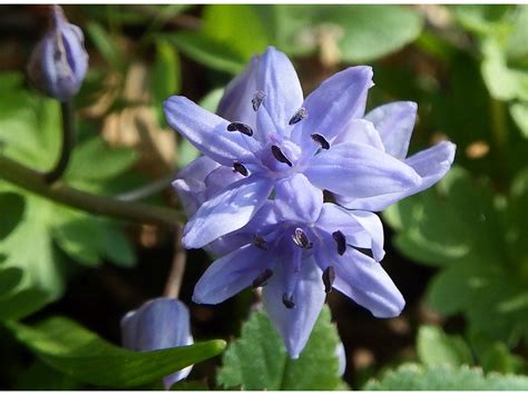 CEBULICA DWULISTNA OSZLOCH SCILLA BIFOLIA AGG Zielnik Karpacki Pl