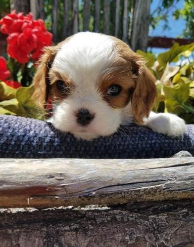 Cavalier King Charles Spaniel Puppy for Sale - Adoption, Rescue for ...