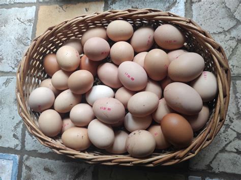 œufs de poules élevées en plein air 6 u Moulin Neuf Locavor fr