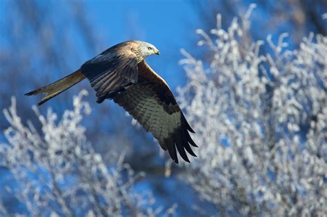 Fond d écran aigle Accipitriformes oiseau de proie faune le bec