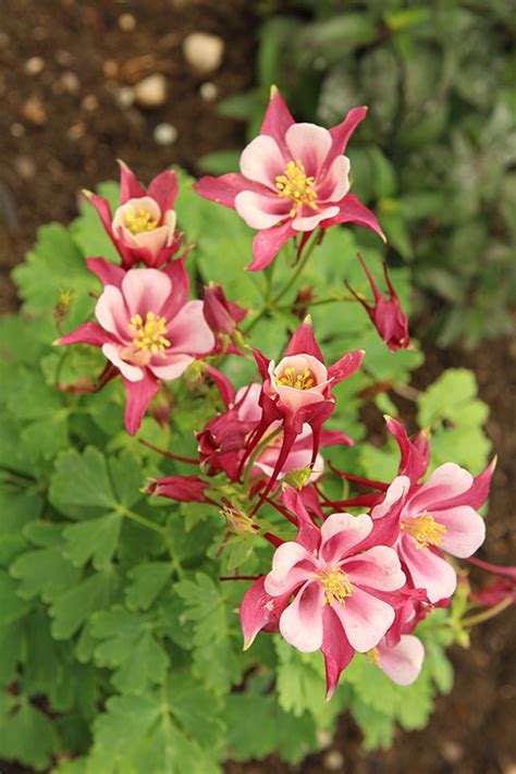 Kirigami Rose And Pink Columbine Aquilegia Caerulea Kirigami Rose And