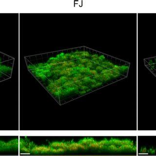 Representative Images Of S Mutans Biofilm Formed On Each Specimen