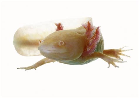 Imágenes De Axolotl Descubre Bancos De Fotos Ilustraciones Vectores