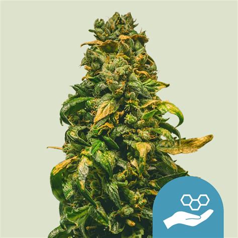 Acheter Graines De Cannabis Solomatic CBD Royal Queen Seeds