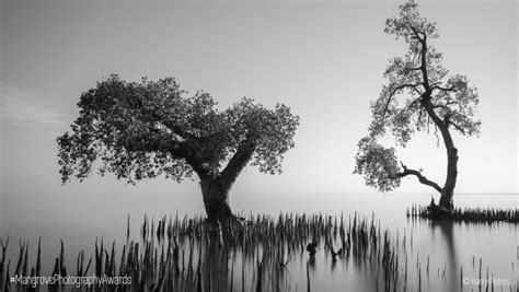 Call For Entries 2021 Mangrove Photography Awards