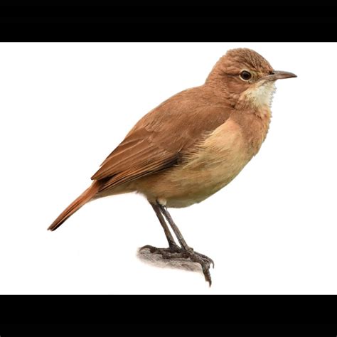 Rufous Hornero | Furnarius rufus | Species Guide | Birda