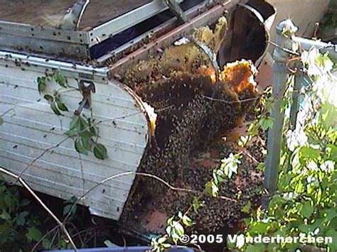 Unusual Honey Bee Infestations