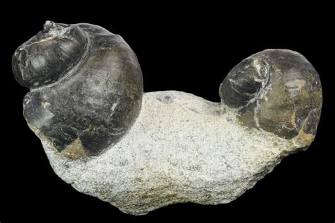 Two Devonian Gastropod Fossils - Issoumour, Morocco (#126270) For Sale ...