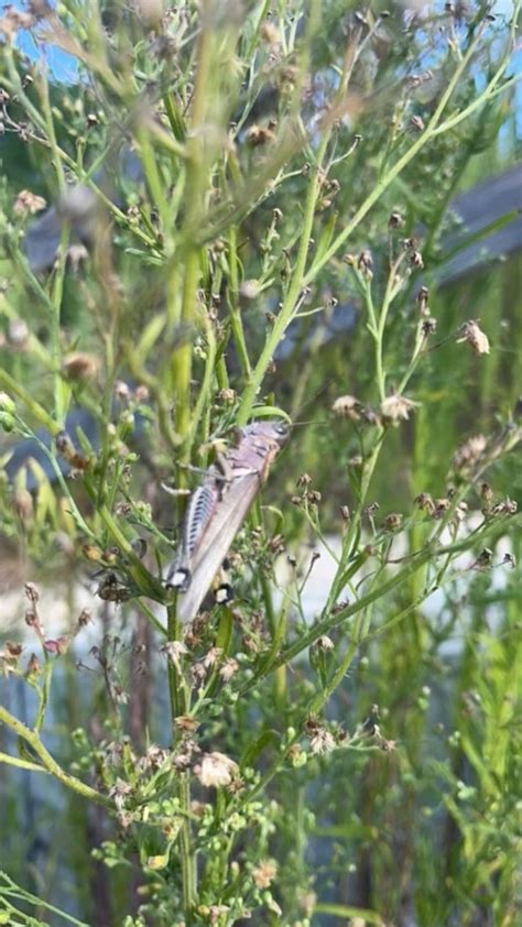 North American Spur Throated Grasshoppers From White Oak Rd Garner NC